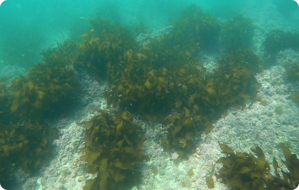 ブルーカーボン生態系調査写真