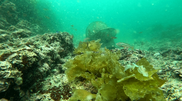 ブルーカーボン環境モニタリング写真