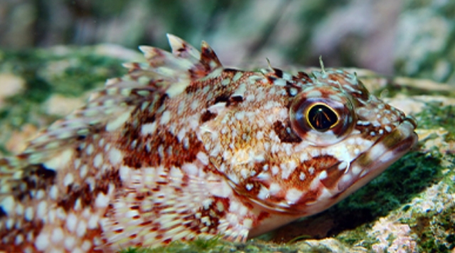 生物標本の圧力順応と輸送・展示写真
