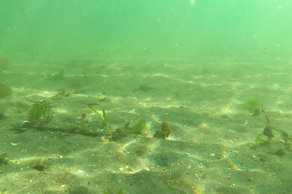 よこすか海の市民会議との活動