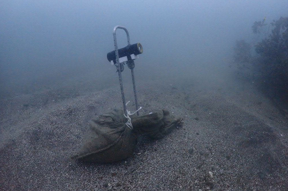 アオリイカ産卵床撮影スタート