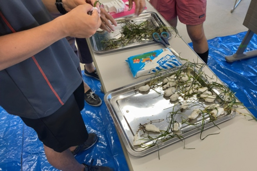 コアマモ移植イベント