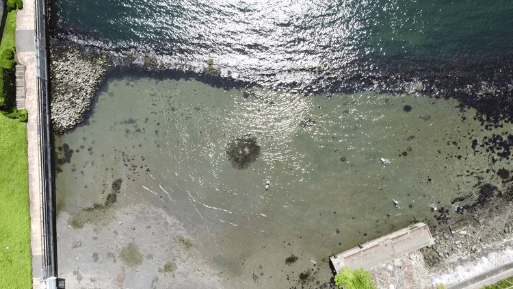 よこすか海の市民会議との活動（その3）～アマモの生長観察とアサリ調査～