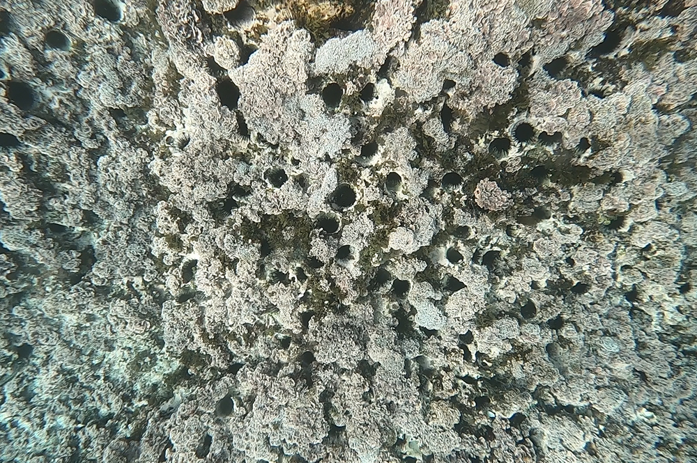 海洋ロボットを活用した地域社会の課題解決のための取り組み（その2）